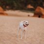 Photo of A Better Chance Rescue