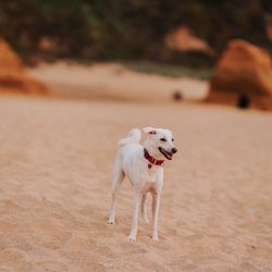 A Better Chance Rescue - Please beware, it was only after substantial time bonding (honestly at least 18 months) that she was allowed off leash at the dog beach.