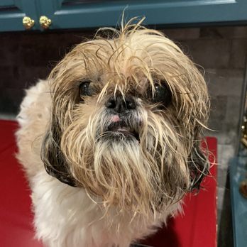 My Second Home - Skin nicked, face matted and horridly smelly - Pet Groomers Near Me - Franklin, Tennessee My Second Home - Skin nicked, face matted and horridly smelly - Pet Groomers Near Me - Franklin, Tennessee