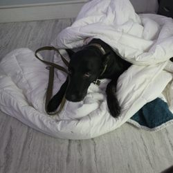 Pets & Hearts Animal Clinic - My dog getting the royal treatment after surgery! The doctor put her in his personal office on a human-grade puffy blanket-not a cage