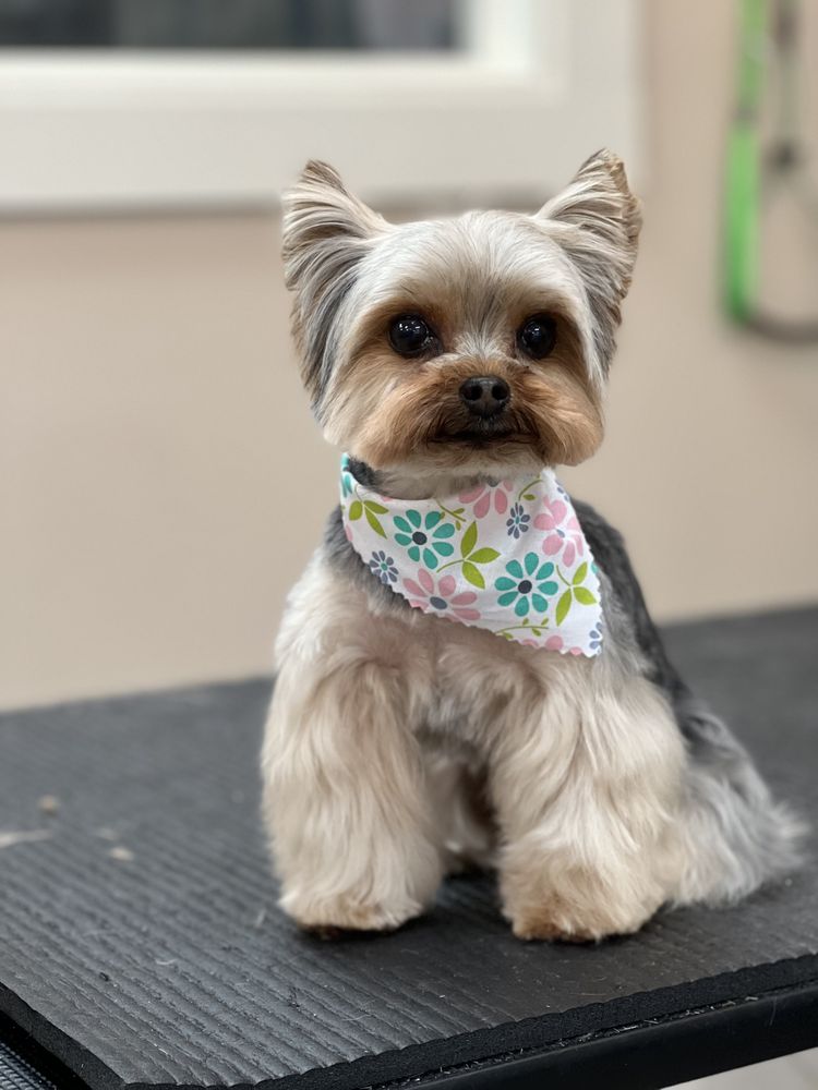 MARY GROOMER 10 Photos Santa Rosa Beach, Florida Pet Boarding