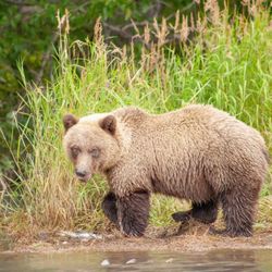 Alaska Rivers Company - Saw this fluffy bear eating fish out on the river!!