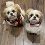 Photo of Randler's Dog Grooming Parlor
