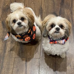 Randler's Dog Grooming Parlor - Laverne & Shirley LOVE Randler's!