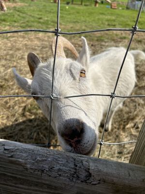 Tiny Hooves Animal Sanctuary by null