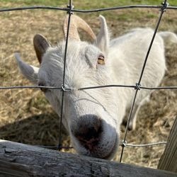 Tiny Hooves Animal Sanctuary