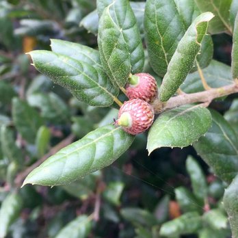 Los Flores Ranch Park - Baby acorns - Hiking Near Me - Santa Maria, California Los Flores Ranch Park - Baby acorns - Hiking Near Me - Santa Maria, California