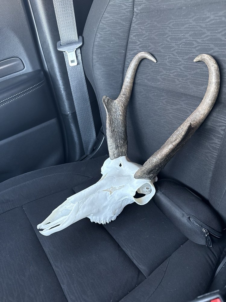 Paquin’s Taxidermy - taxidermy in Reno, NV