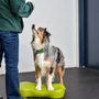 Photo of My Dog's Place