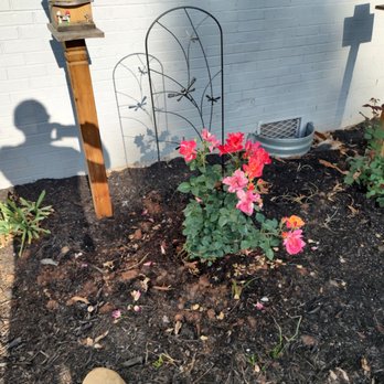 McMahan Plants - Beautiful Roses from McMahan - Nurseries & Gardening Near Me - Seymour, Tennessee