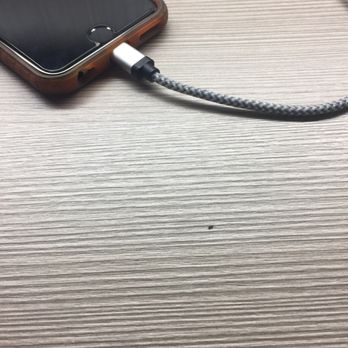 Courtyard by Marriott Austin-University Area - Gnats, many of them at the desk in the room. Disgusting - Hotels Near Me - Austin, Texas Courtyard by Marriott Austin-University Area - Gnats, many of them at the desk in the room. Disgusting - Hotels Near Me - Austin, Texas