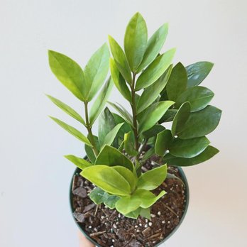 Plantforsoul - ZZ plant - Nurseries & Gardening Near Me - Toronto, Ontario Plantforsoul - ZZ plant - Nurseries & Gardening Near Me - Toronto, Ontario