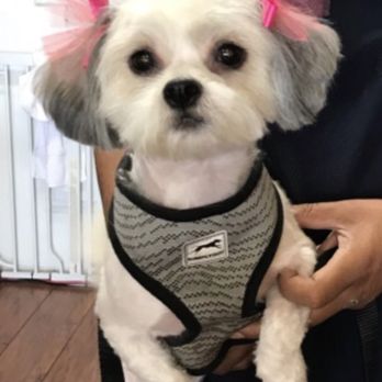 Ooh Puppy - Pet Groomers Near Me - La Mirada, California Ooh Puppy - Pet Groomers Near Me - La Mirada, California