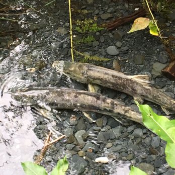 Fish Spawning Viewing Platform - Fishing Near Me