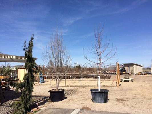 Adams Gardens & Nursery