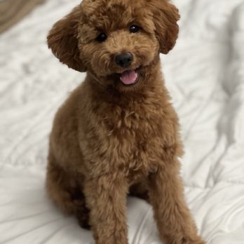 Platinum Petz - Pet Groomers Near Me - New York, New York Platinum Petz - Pet Groomers Near Me - New York, New York
