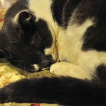 Pickity Place - Rosemary, one of the two cats on the property. (The tuxedo cat, Sage, was asleep right near us). - American Near Me - Mason, New Hampshire