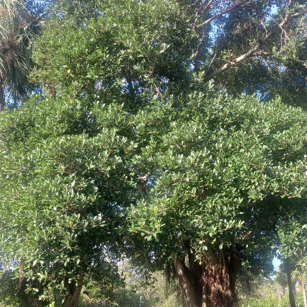 Find Dog Park - One big awesome tree and some cool chairs underneath it - Dog Parks Near Me - Jupiter, Florida Find Dog Park - One big awesome tree and some cool chairs underneath it - Dog Parks Near Me - Jupiter, Florida