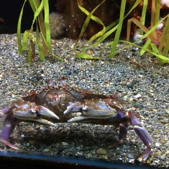 Seattle Aquarium - Aquariums Near Me - Seattle, Washington