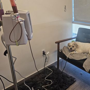 Veterinary Emergency Group - !st blood transfusion. Hurts so bad to see your furbabies sick - Emergency Pet Hospital Near Me - San Jose, California Veterinary Emergency Group - !st blood transfusion. Hurts so bad to see your furbabies sick - Emergency Pet Hospital Near Me - San Jose, California