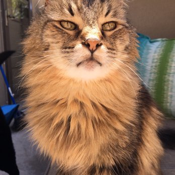TLC Pet Hospital - Veterinarians Near Me - Albuquerque, New Mexico