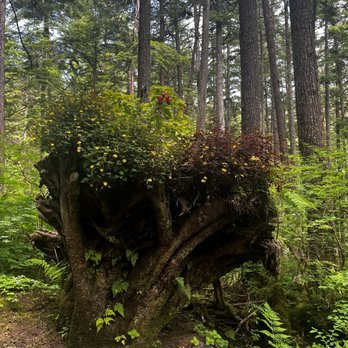 Glacier Gardens Rainforest Adventure - Botanical Gardens Near Me - Juneau, Alaska