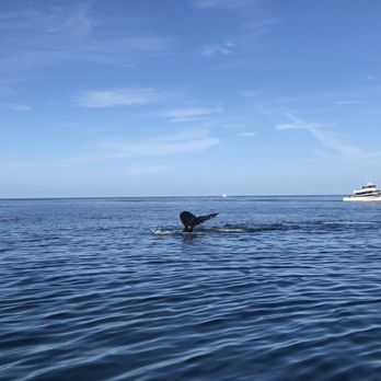 Discovery Whale Watch - Whale Watching Tours Near Me - Monterey, California