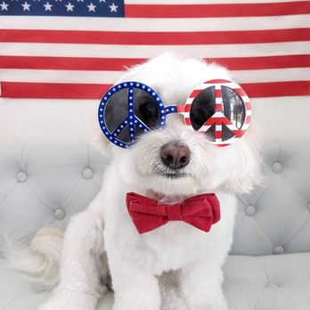 Little Paws Parlour - Pet Groomers Near Me Little Paws Parlour - Pet Groomers Near Me