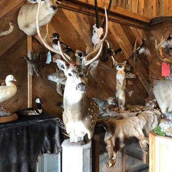 Cecil White Taxidermist - Taxidermy Near Me - Katy, Texas Cecil White Taxidermist - Taxidermy Near Me - Katy, Texas