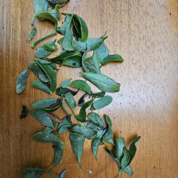 Bonsai Outlet - .ost leaves fell off in shipping box. Shipped USPS. Dead plant the following week. - Nurseries & Gardening Near Me - Bellingham, Massachusetts Bonsai Outlet - .ost leaves fell off in shipping box. Shipped USPS. Dead plant the following week. - Nurseries & Gardening Near Me - Bellingham, Massachusetts