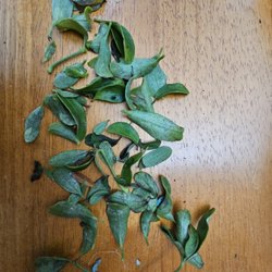 Bonsai Outlet - .ost leaves fell off in shipping box. Shipped USPS. Dead plant the following week.