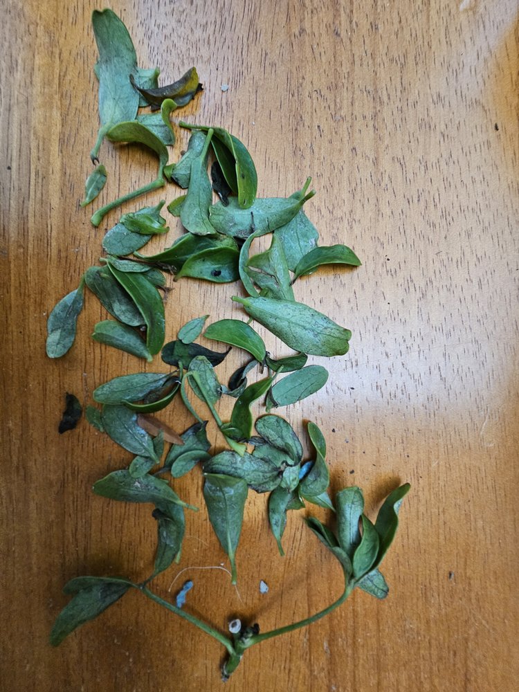 BONSAI OUTLET Updated May 2024 33 Reviews 914 S Main St