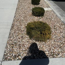 Rounded out bushes