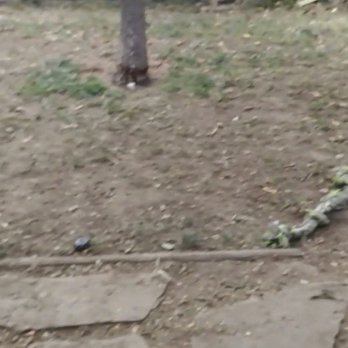 Purchase Green Artificial Grass - Before just dirt thanks to large dogs! - Artificial Turf Near Me - Rancho Cordova, California