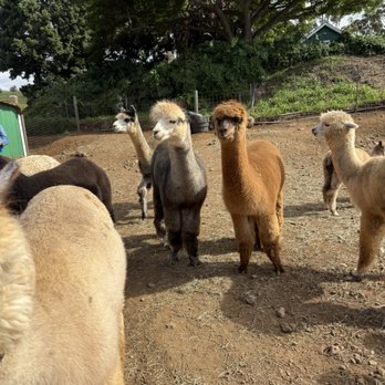 Maui Alpaca - Attraction Farms Near Me - Makawao, Hawaii Maui Alpaca - Attraction Farms Near Me - Makawao, Hawaii