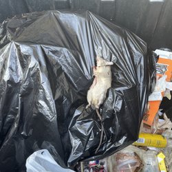 Shell - Yet another rat put in the dumpster from inside the store.