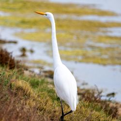 Baylands Nature Preserve