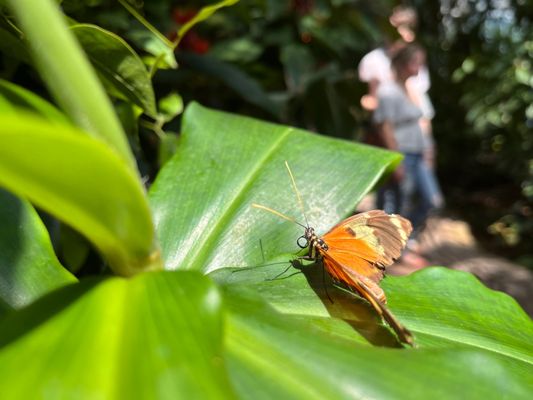 Cockrell Butterfly Center by null