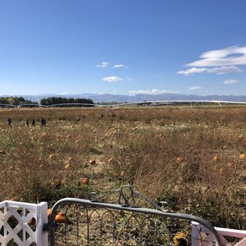 The Bartels Farm - Another view of the pumpkin patch - Pumpkin Patches Near Me - Fort Collins, Colorado