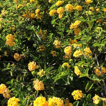 Hoosegow Park - Parks Near Me - Arroyo Grande, California Hoosegow Park - Parks Near Me - Arroyo Grande, California