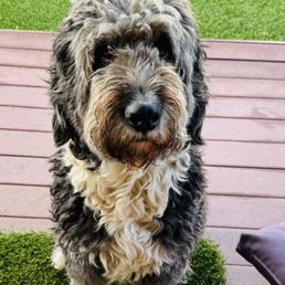 Remy's "before" when he was shaggy and dirty with some matting. Remy's "before" when he was shaggy and dirty with some matting.