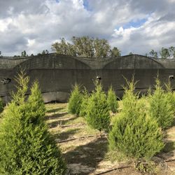 Ergle Christmas Tree Farm - Trees in the self cut area