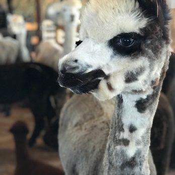 Black Barn Alpacas - So beautiful! - Attraction Farms Near Me - Finksburg, Maryland