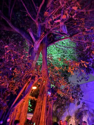 ZeyZey Miami by null