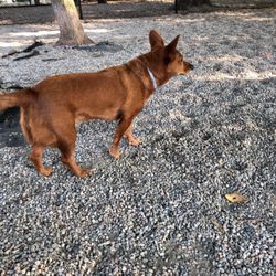 East Rock Dog Park