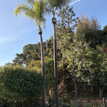 Specialized Tree Care & Landscape - Tree Services Near Me Specialized Tree Care & Landscape - Tree Services Near Me