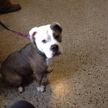 Lafond Veterinary Hospital - She is waiting to see her dr - Veterinarians Near Me - Detroit, Michigan