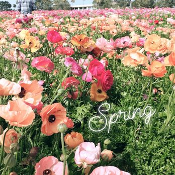The Flower Fields - Flower fields - Venues & Event Spaces Near Me - Carlsbad, California