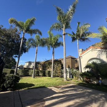 Goldenstate Treescape - Queen palm tree clean up - Landscaping Near Me Goldenstate Treescape - Queen palm tree clean up - Landscaping Near Me