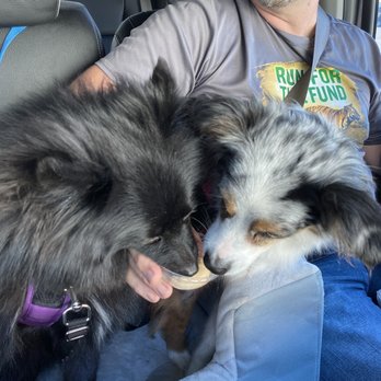 Jeremiah's Italian Ice - Shadow and Bindi shared a Pup Cup of vanilla and peanut butter. They give 5 - Desserts Near Me - Ocala, Florida Jeremiah's Italian Ice - Shadow and Bindi shared a Pup Cup of vanilla and peanut butter. They give 5 - Desserts Near Me - Ocala, Florida
